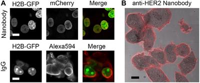 Nanobody-Based Probes for Subcellular Protein Identification and Visualization